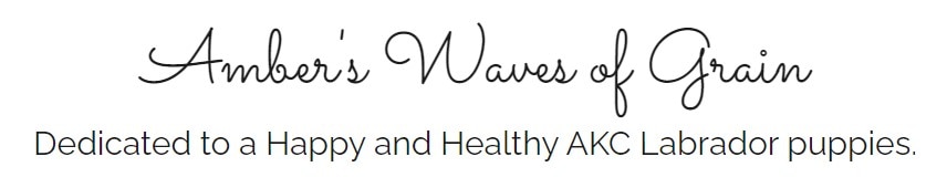 Amber’s Waves of Grain