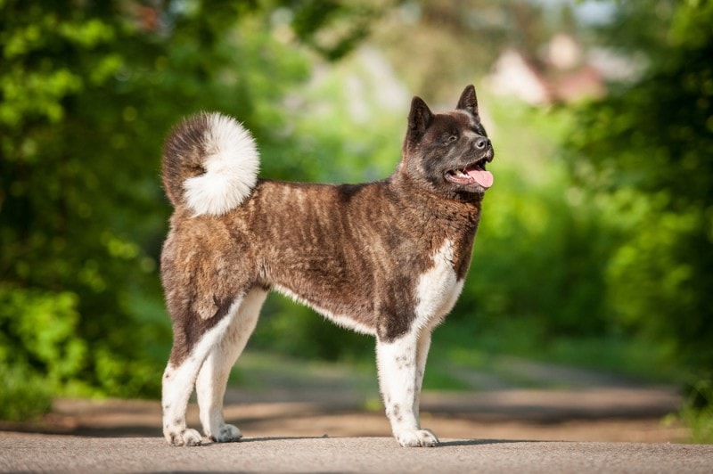 American Akita dog standing outside