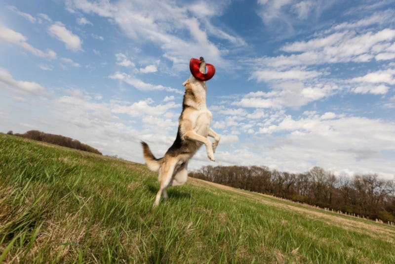 American Alsatian catching a frisbee