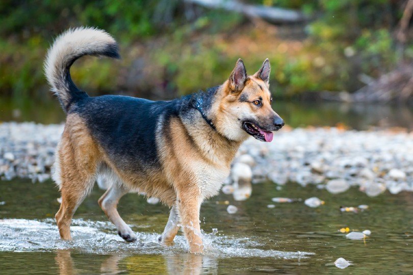 American Alsatian walking in the river
