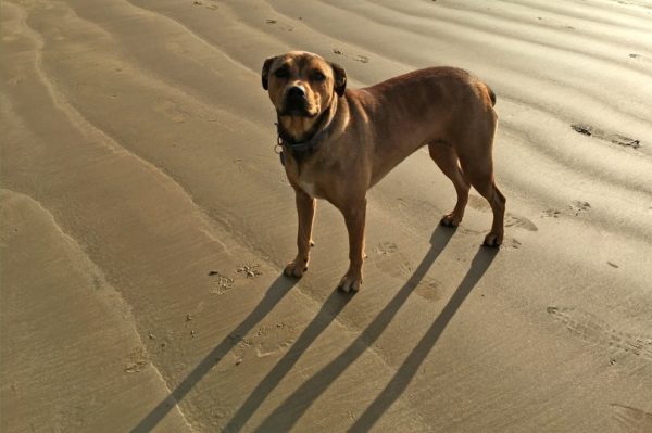 American-Bandogge-Mastiff_ChameleonsEye_shutterstock