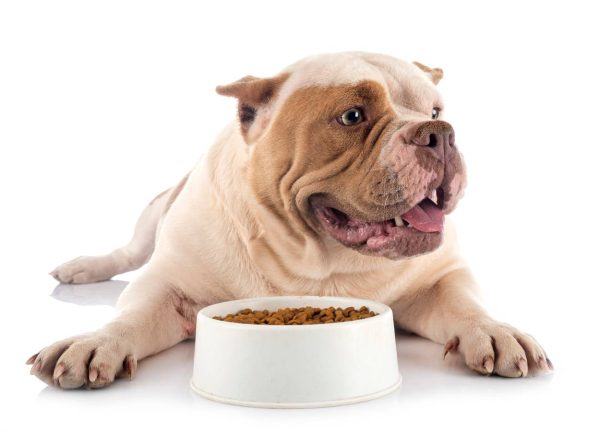 American Bully eating