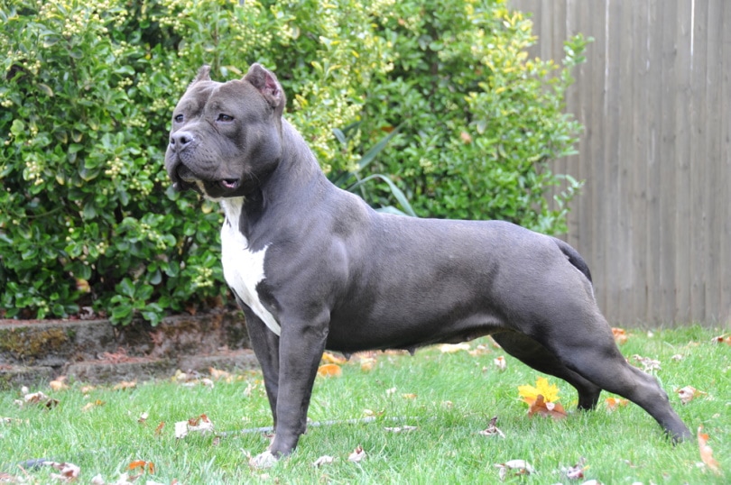 American Bully in the grass