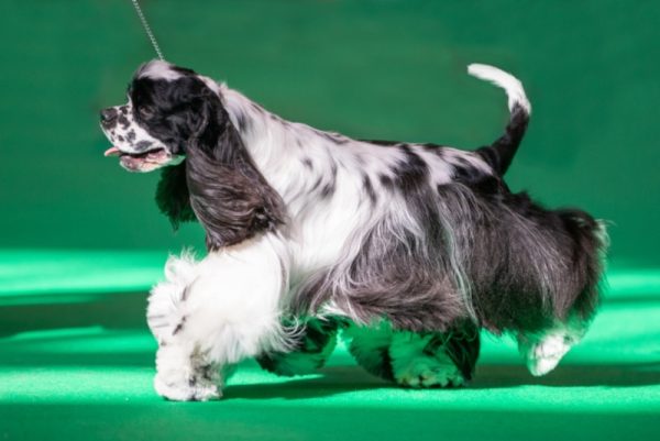 American-Cocker-Spaniel-at-a-dog-show_