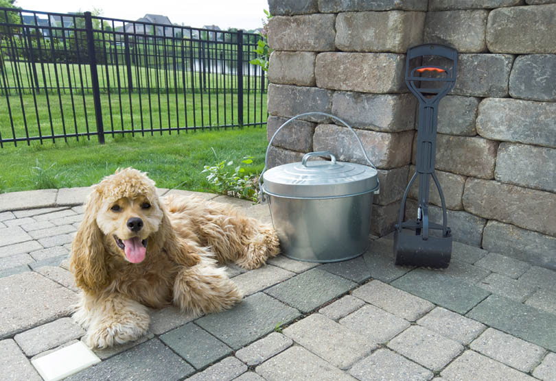 American Cocker Spaniel lying on an outdoor patio alongside a waste scoop and metal bucket