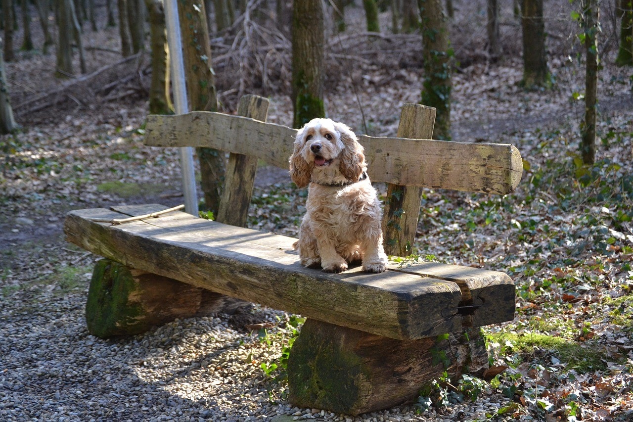 American Cocker Spaniel on bench