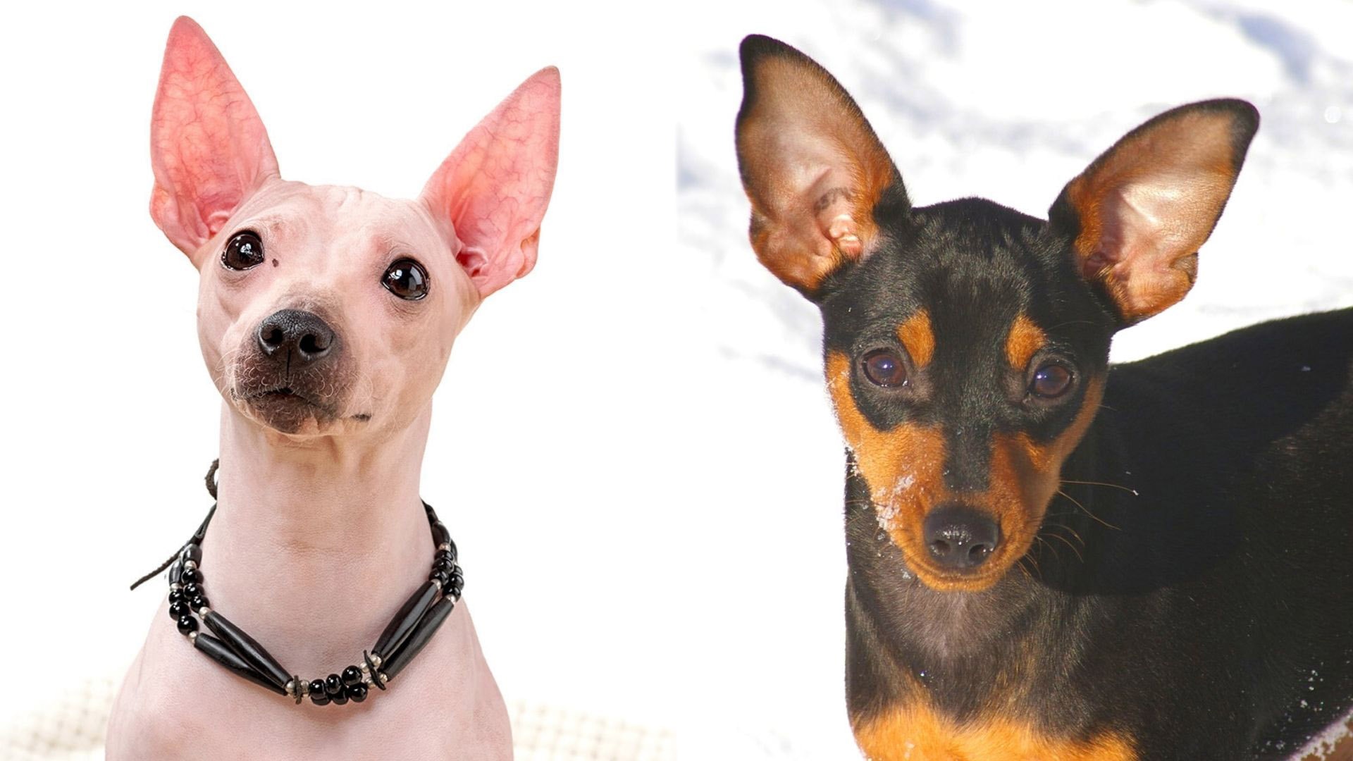 American Hairless Min Pin