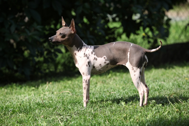 American Hairless Terrier dog standing on grass