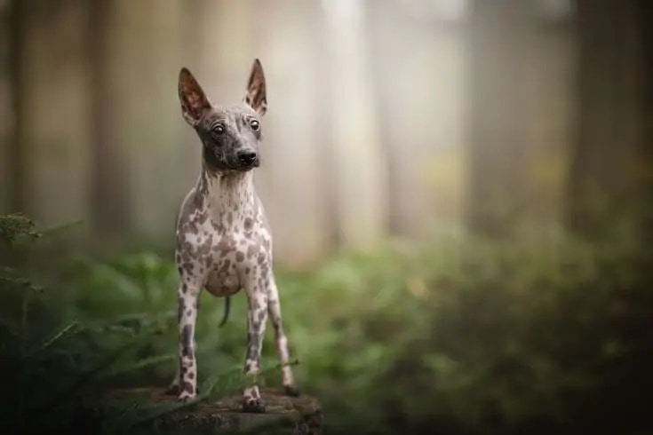 American Hairless Terrier_Shutterstock_nika174