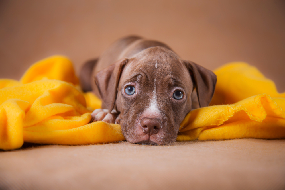 American Pit Bull Terrier puppy dog lying on a blanket