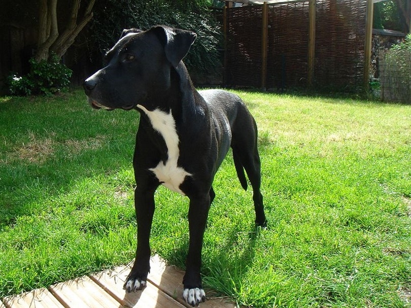 American Staffordshire Terrier_Andy15568_Wikimedia