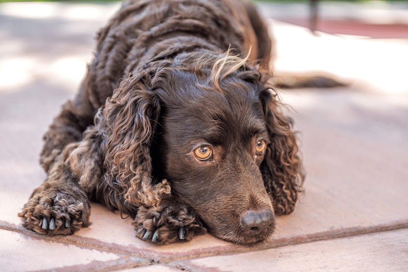 American Water Spaniel Resting