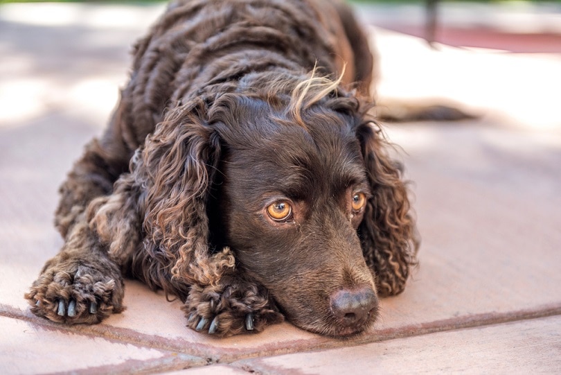 American-Water-Spaniel-resting_Steve-Bruckmann_shutterstock