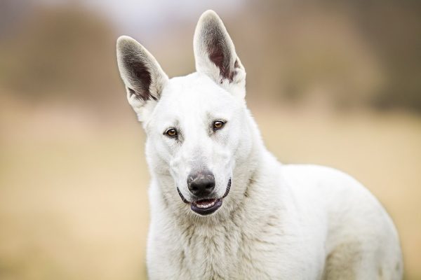 American White Shepherd