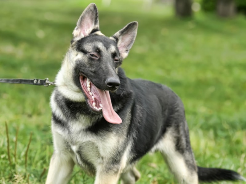 American alsatian dog on a leash