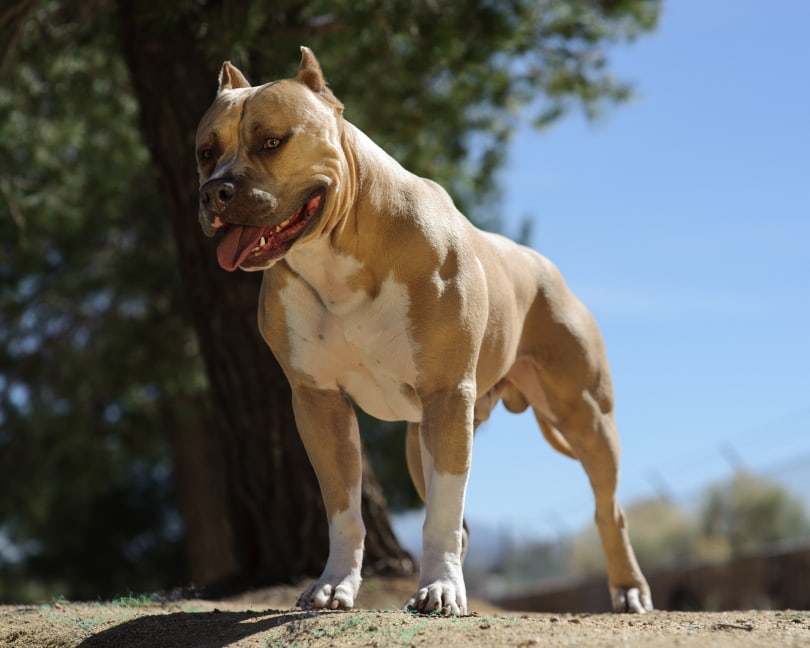 American pitbull terrier