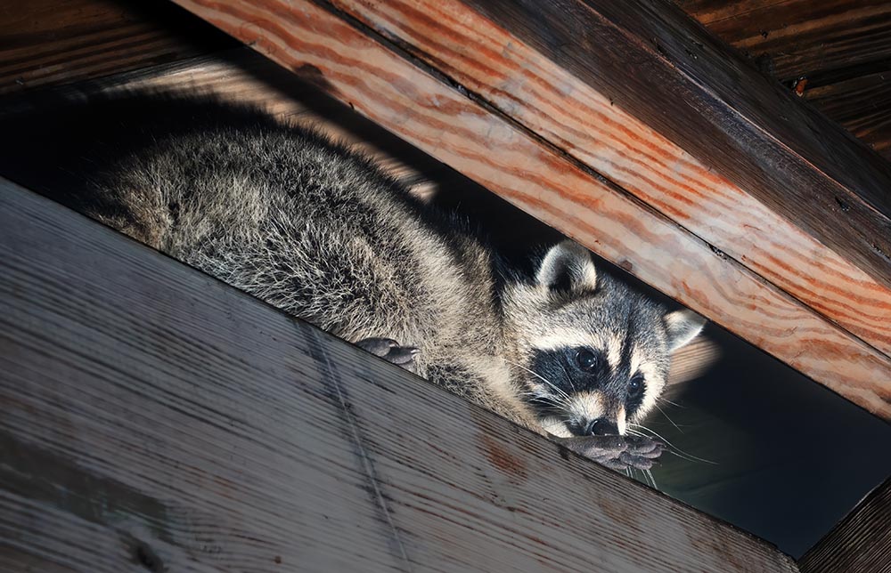 A raccoon carefully looks on from a sturdy tree branch