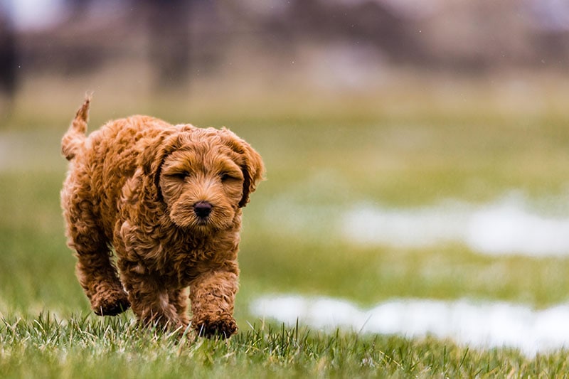 An Aussiedoodle walking in greenery field