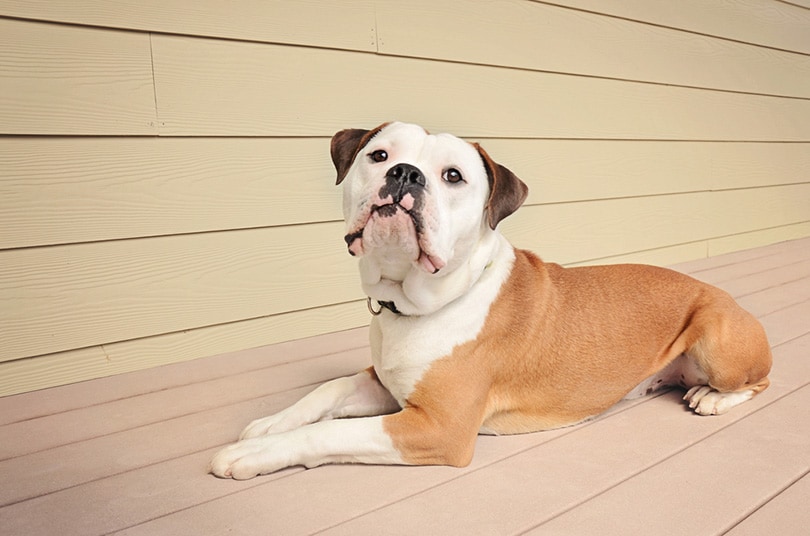 An Olde English Bulldogge lying down outdoors