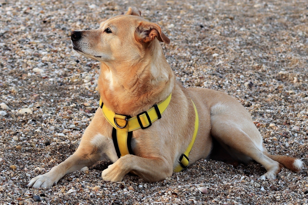 An adorable canaan dog in a yellow harness lying by the shore