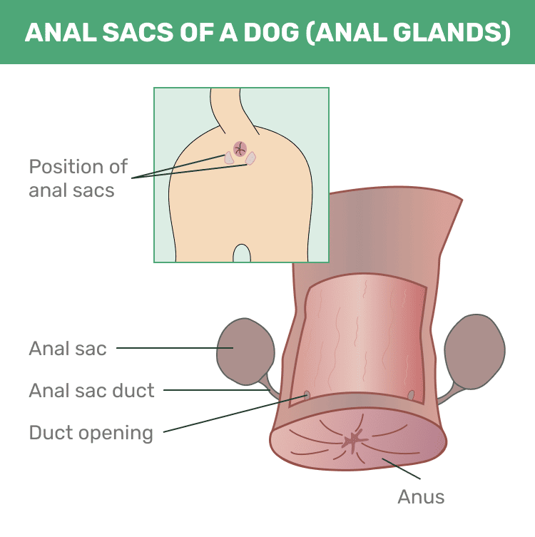 Anal_Sacs_of_a_Dog_Anal_Glands