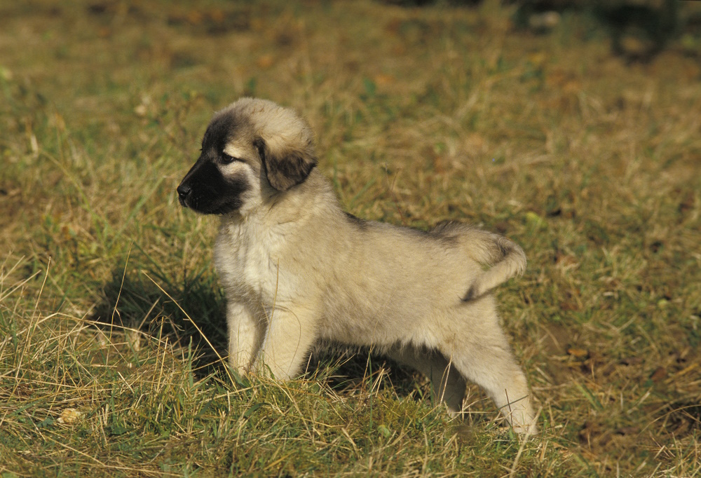 Anatolian Shepherd in the grass