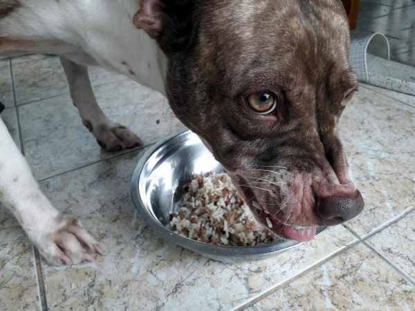 Angry dog eating