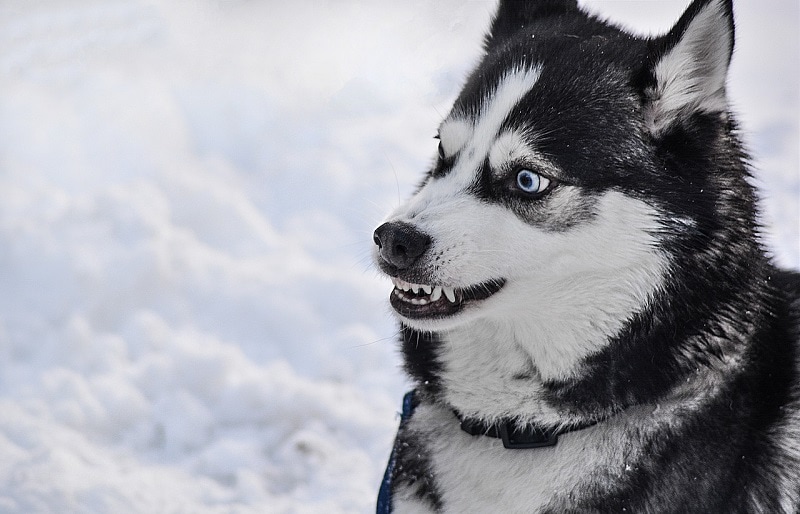 Angry husky