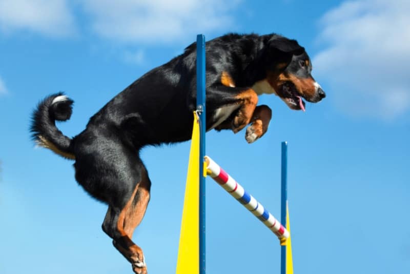 Appenzeller Sennenhund jumping over an obstacle