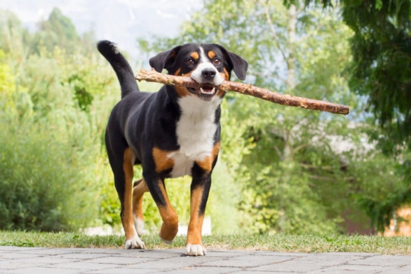 Appenzeller Sennenhund playing with a stick