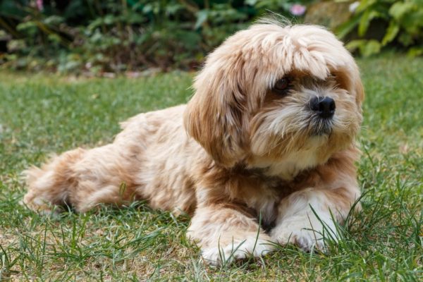 Apso dog_aurelie le moigne_Shutterstock