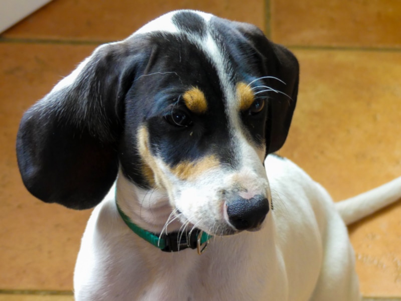 Ariegeois dog protrait
