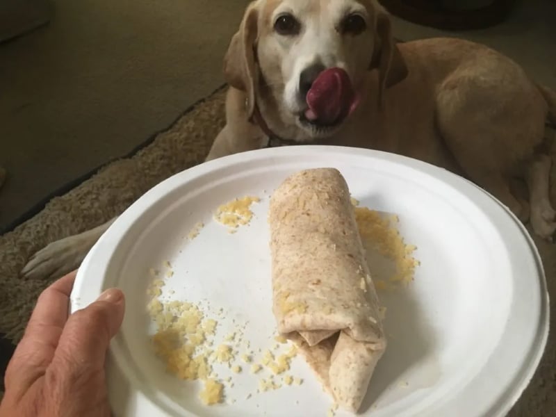 Arizona Breakfast Burrito For Dogs