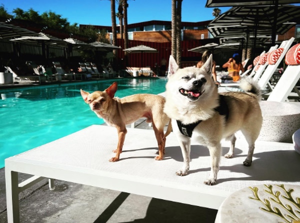 Arrive Palm Springs