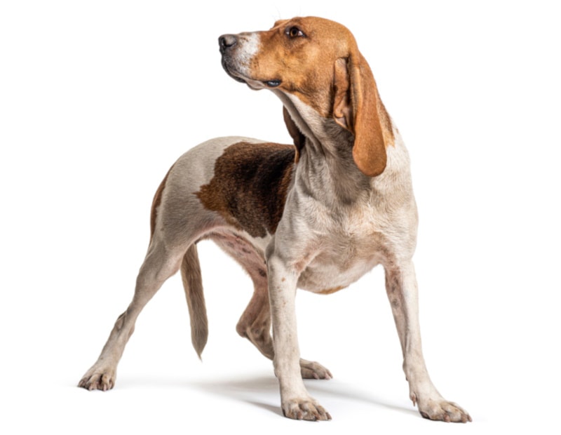 Artois Hound flexing its body