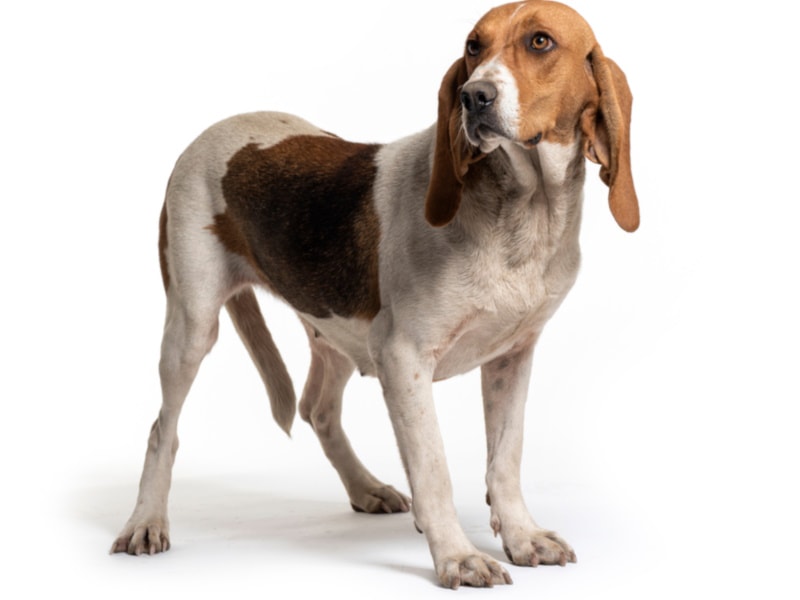Artois Hound on white background