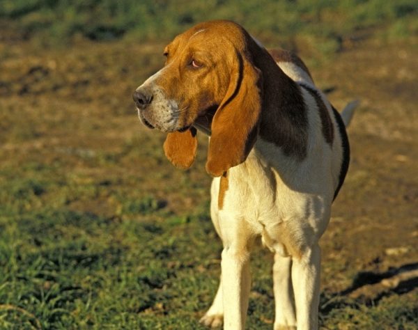 Artois Hound_slowmotiongli_Shutterstock