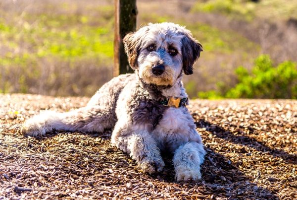 Aussiedoodle