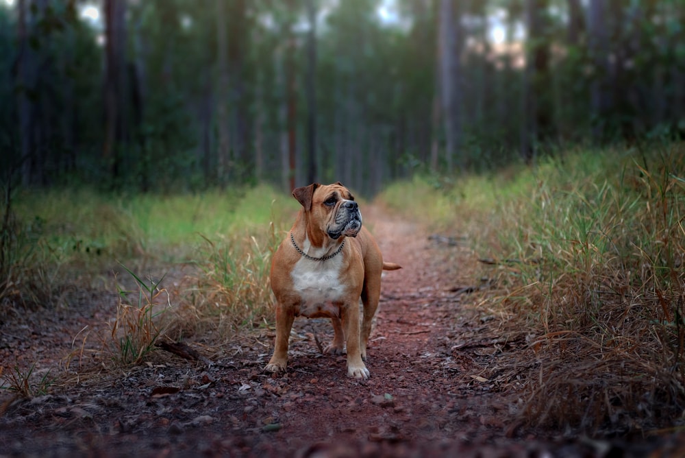 Australian,Bulldog