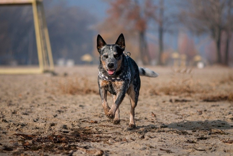 Australian Cattle Dog runs along the coast