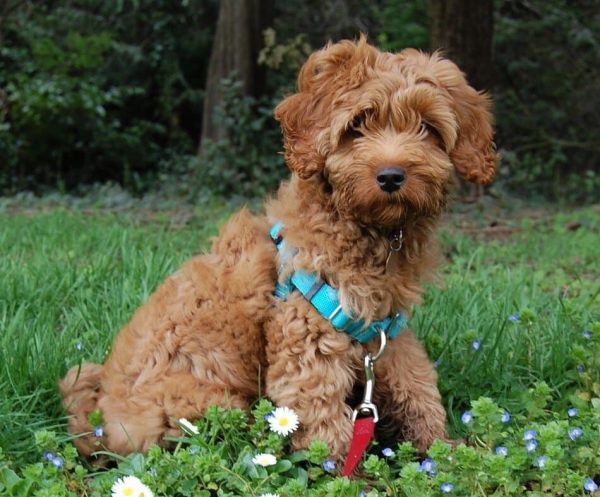 Australian Labradoodle