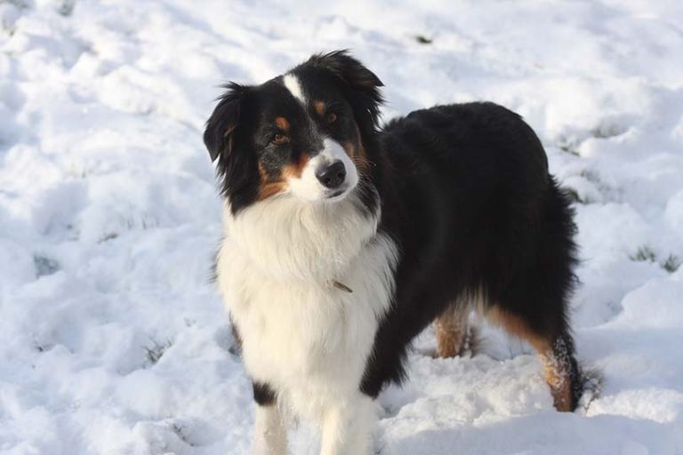 Are Australian Shepherds Smart? Dog Breed Intelligence Comparison Dogster