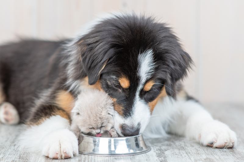 Australian Shepherd Dog and kitten eat/drink together from one bowl