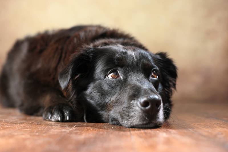 Australian Shepherd dog lying on the floor