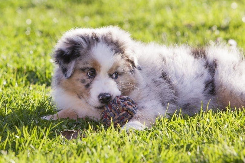 Australian Shepherd dog puppy with toy