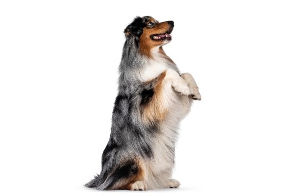 Australian Shepherd dog sit pretty