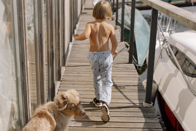 Australian Shepherd following a young boy