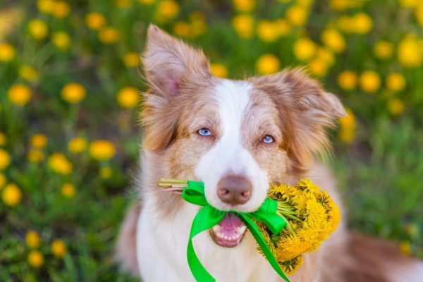 Australian Shepherd holding flowers