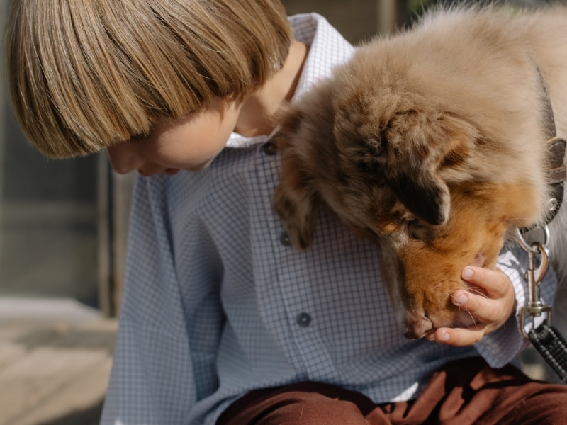 Australian Shepherd leaning head into a young boy