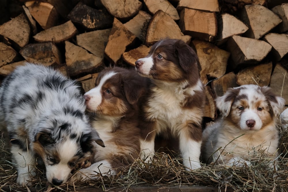 Australian Shepherd Puppies